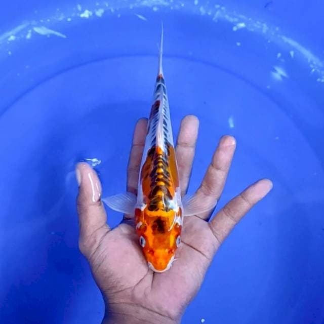 kiko kuryu : 25 cm