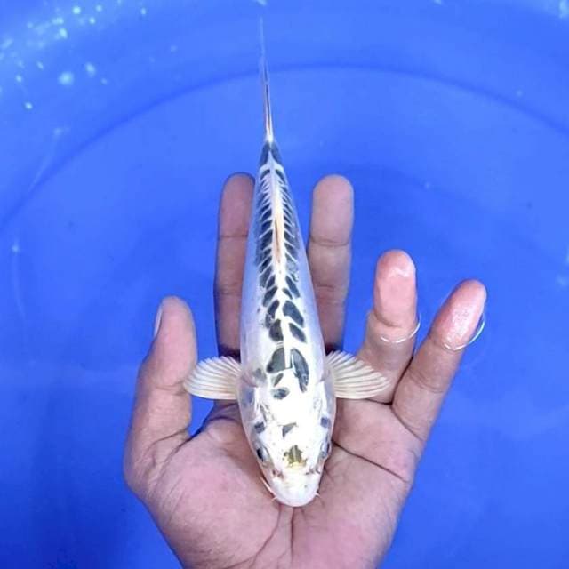 kawarimono: 20 cm