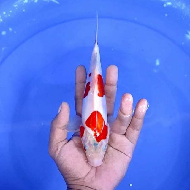 doitdu kuhaku : 22 cm