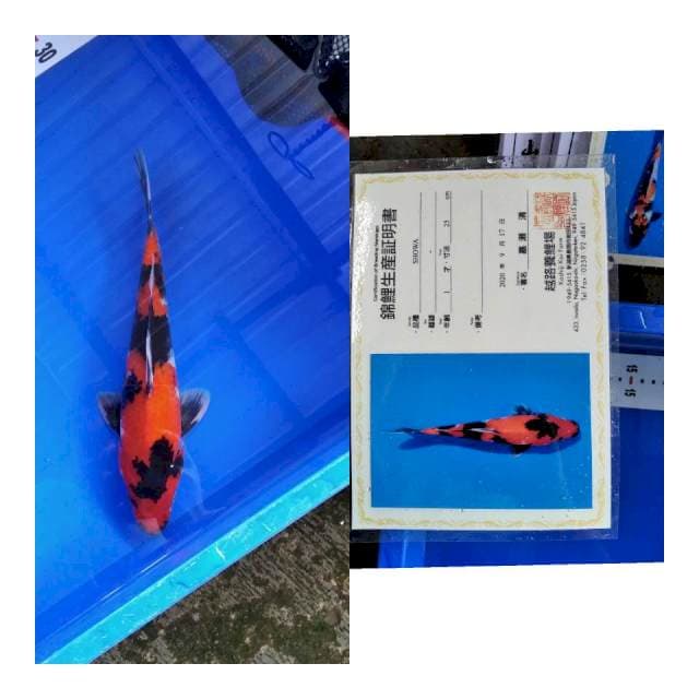 Showa KOSHIJI serti