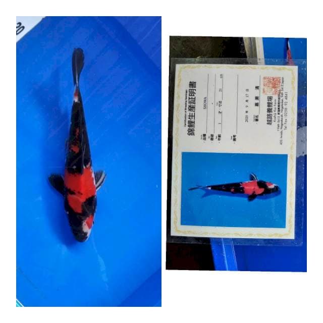 Showa KOSHIJI serti