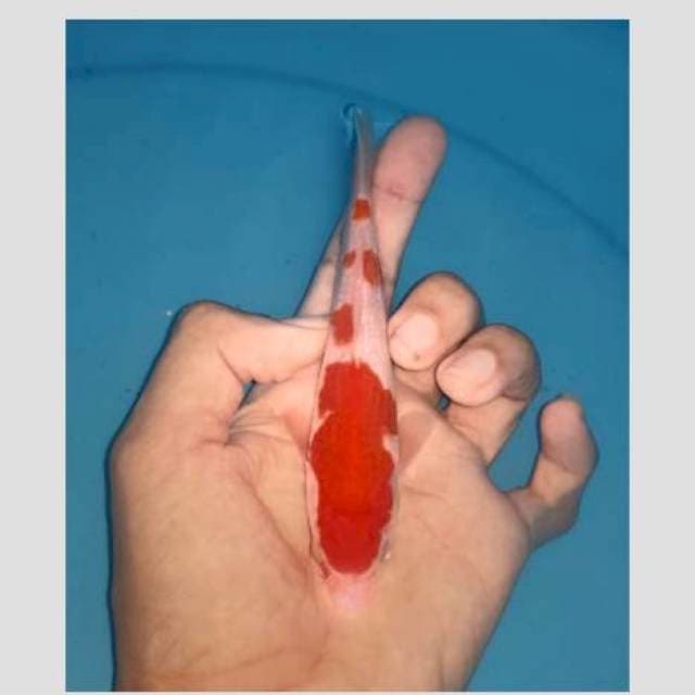 Kohaku original merah strong 15cm