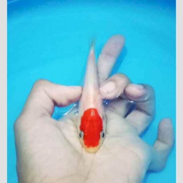 Tancho original merah pekad 15cm