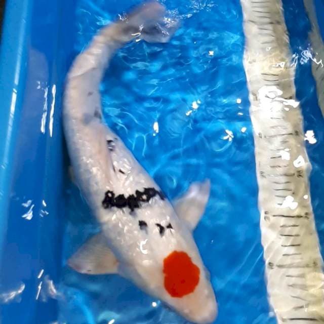 TANCHO SANKE GINDRIN 44 CM