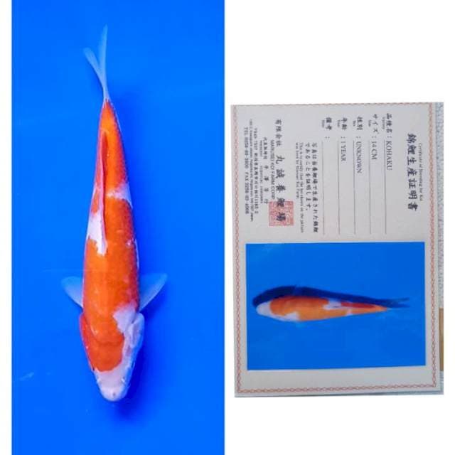 Kohaku Marusei