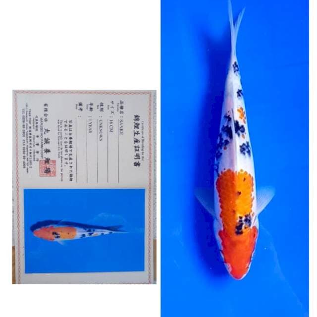 Sanke Import Serti Marusei 