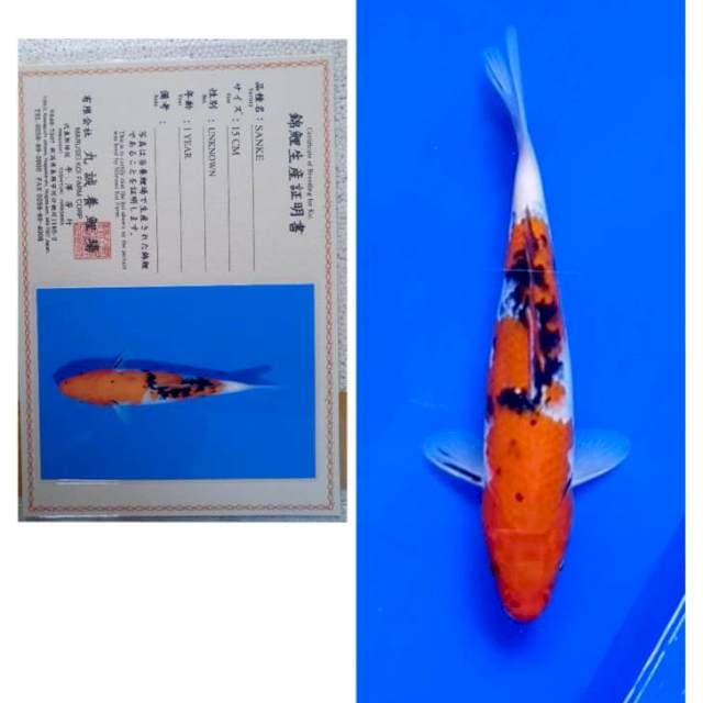 Sanke Import Serti Marusei