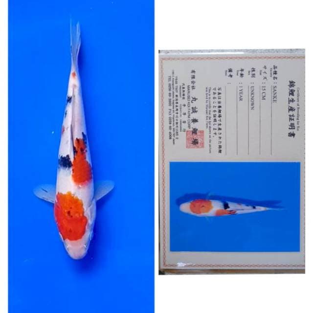 Sanke Import Marusei