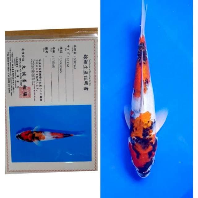 Showa Import Serti Marusei