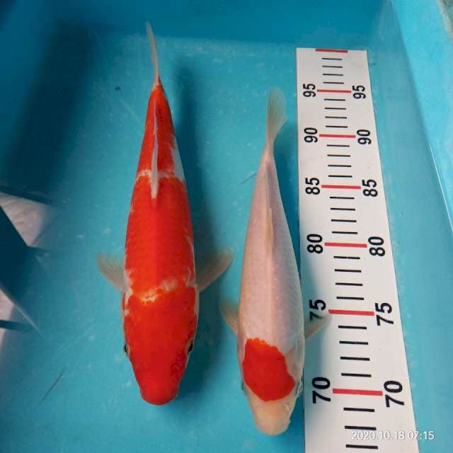Kuhaku,tanco kuhaku
