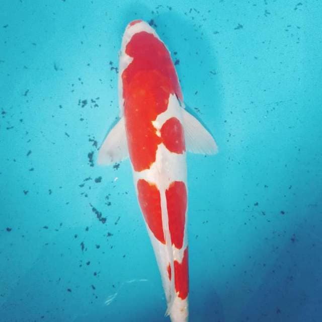 Kohaku doitsu 31cm istimewirrr