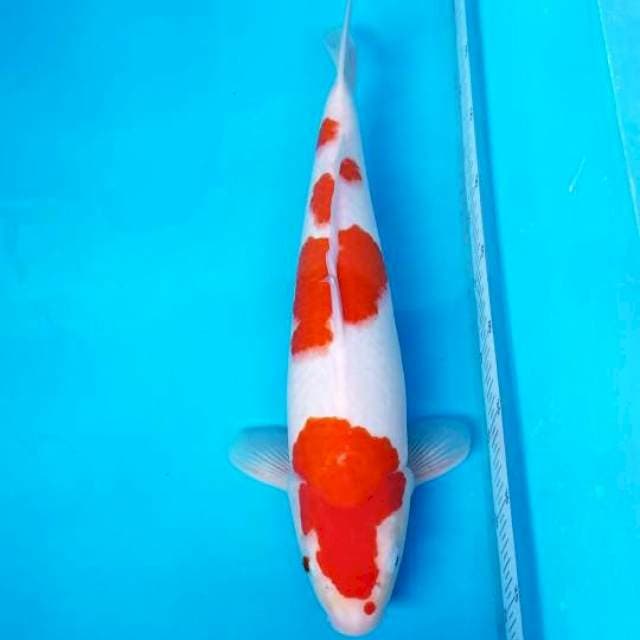 KOHAKU 42 CM FEMALE