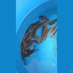 Chagoi dan Soragoi