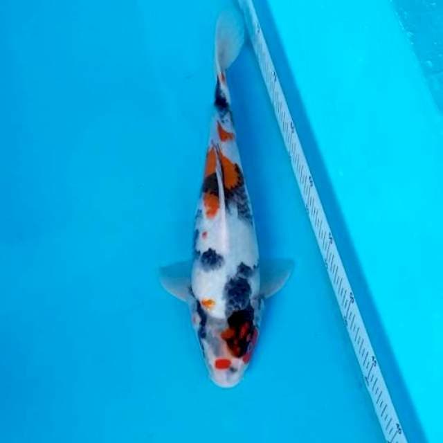 KINDAI SHOWA TATEGOI 32 CM MALE