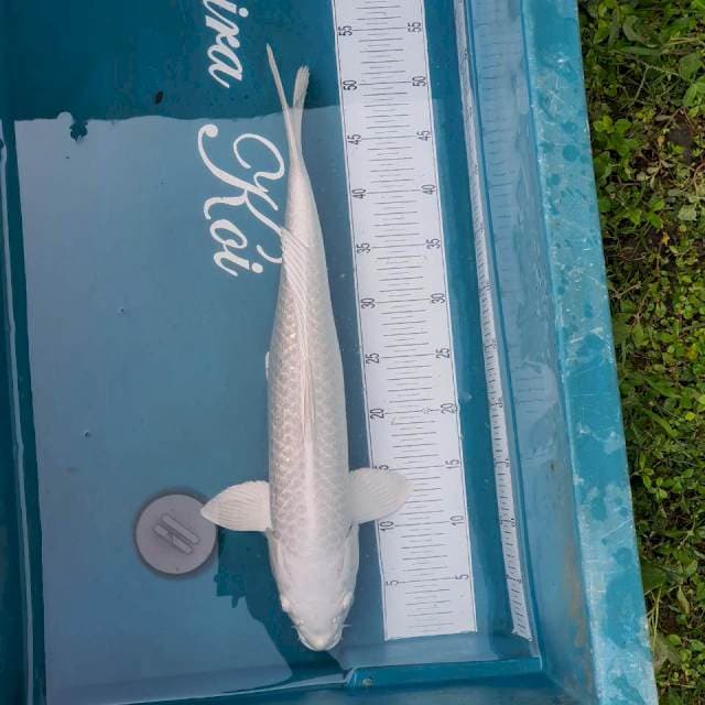 53cm Platinum Ginrin