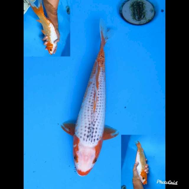 32cm male , Yuki Asagi