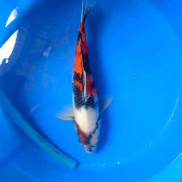 Showa sansoku 35cm gendut cakep