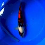 Showa sansoku 35cm gendut cakep
