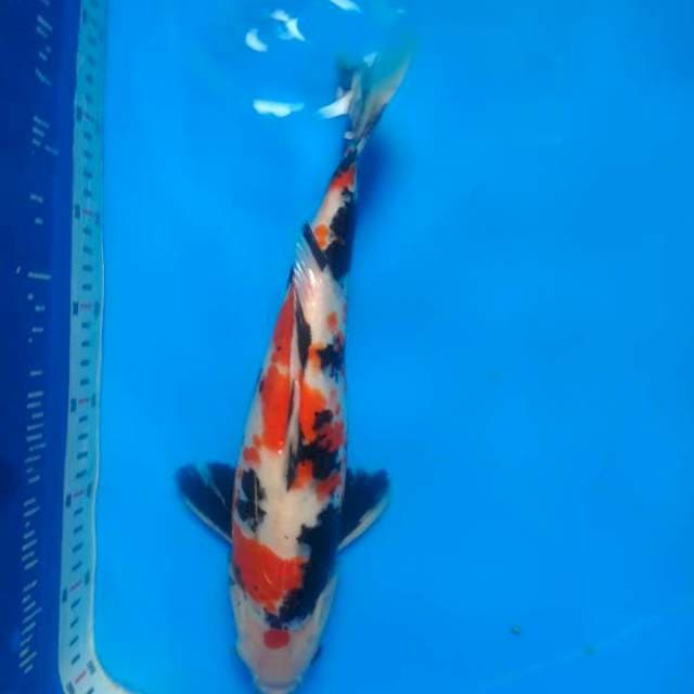 Kindai showa 37cm mantab