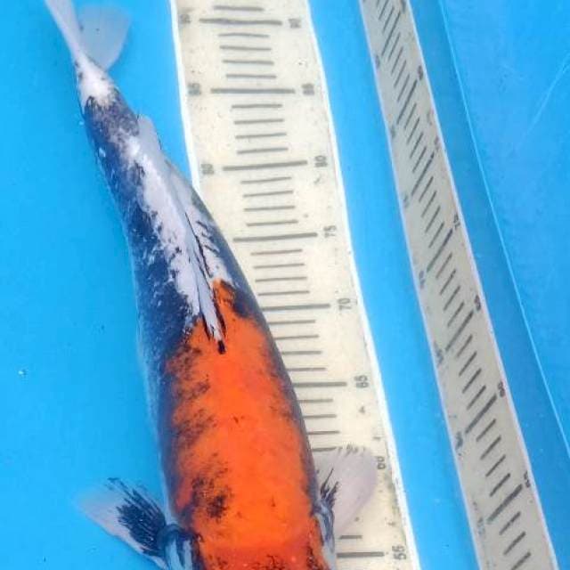 46 cm Male Beni Kumon