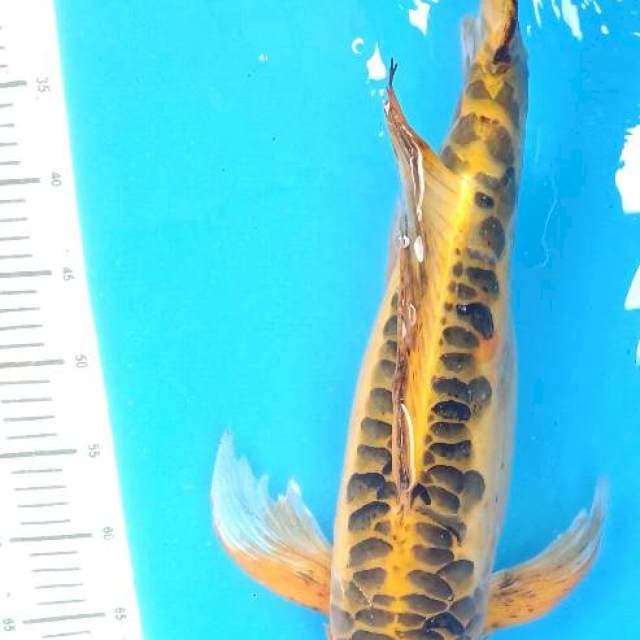 55 cm Male Kumpay