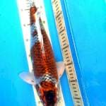 42 cm Male Koromo Asagi