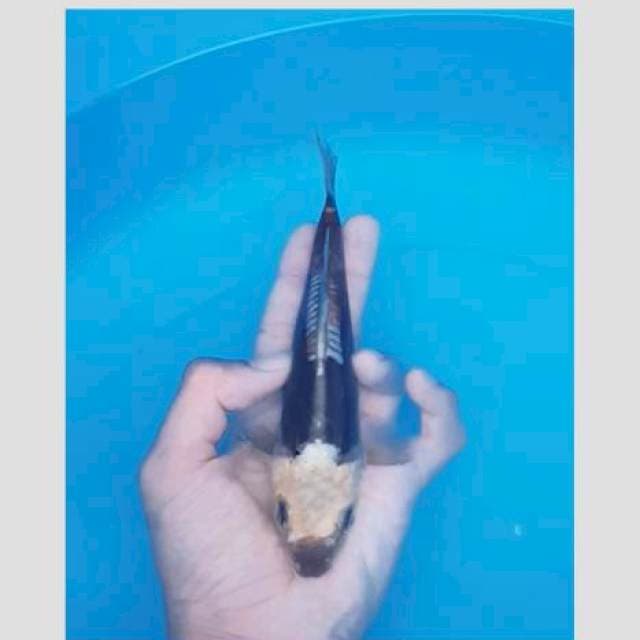 Kumonryu import kawakmi 25cm