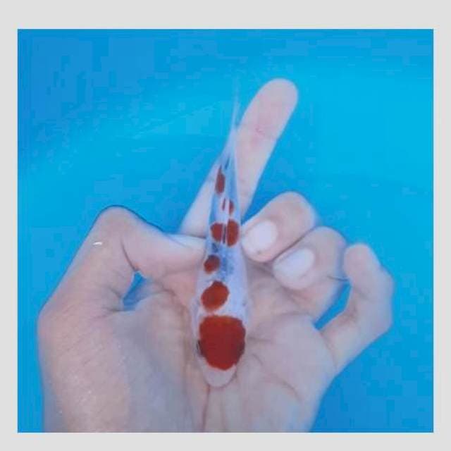 Sanke goromo merah pekad 15cm