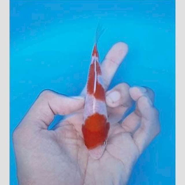 Kohaku 3step 20bu calon bulky