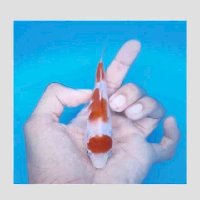 Kohaku maruten prospect 15cm