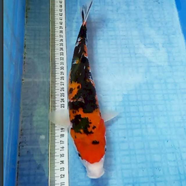 30cm/showa