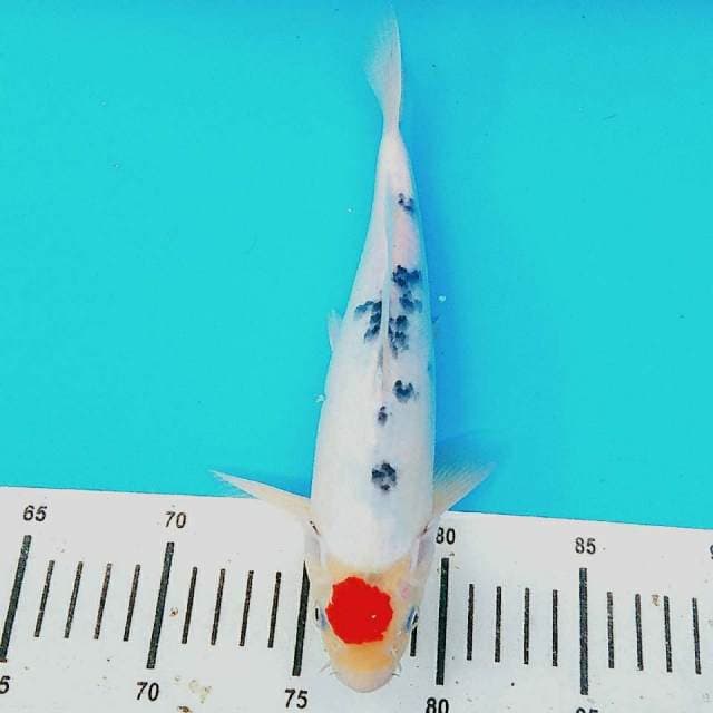 Hq tancho super original red 30cm