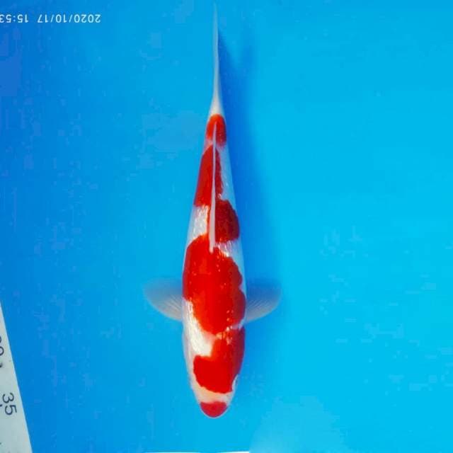 SHINKANZEN 9 - Kohaku gin rin ®