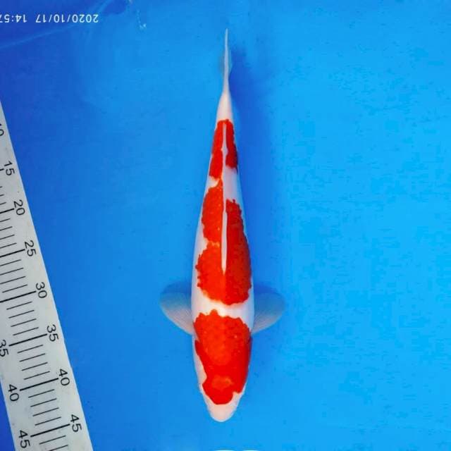 SHINKANZEN 11 - Kohaku ®