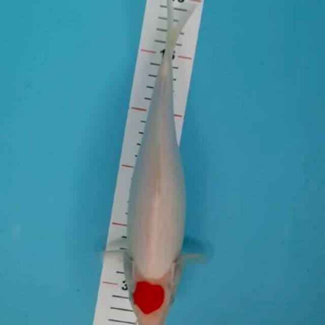 Tancho 27cm