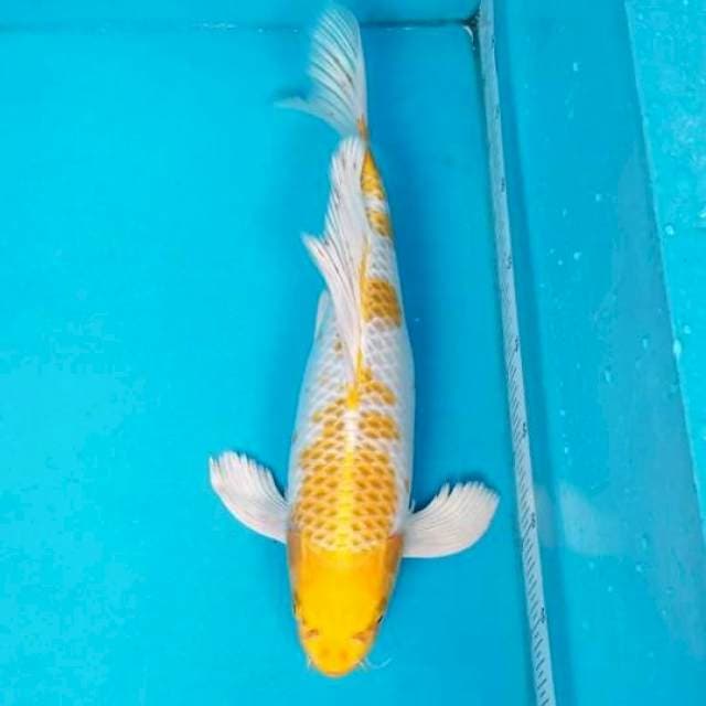 KUMPAY HARIWAKE 40 CM FEMALE