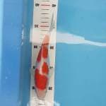 Kohaku