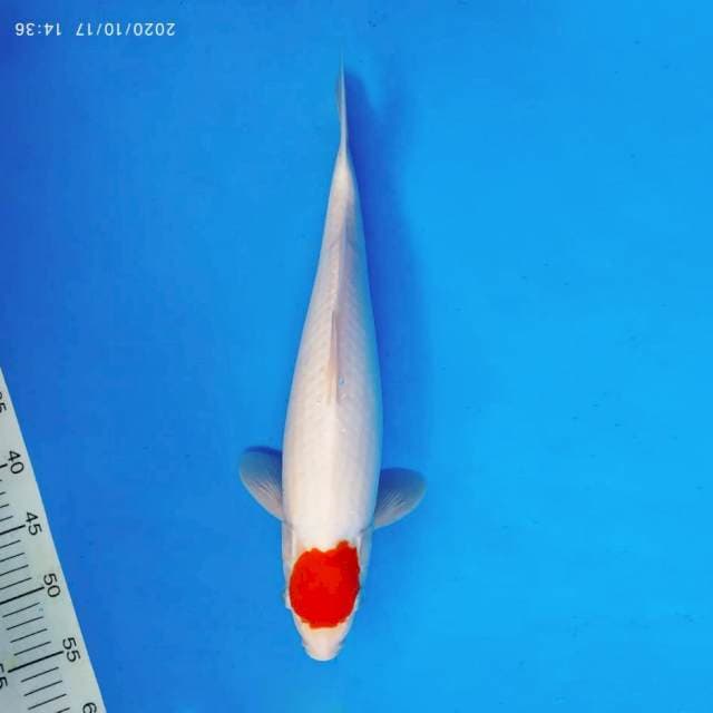 SHINKANZEN 19 - Tancho ®