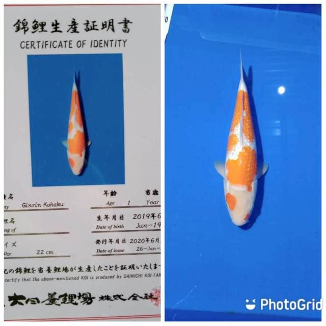 Ginrin kohaku dainichi farm