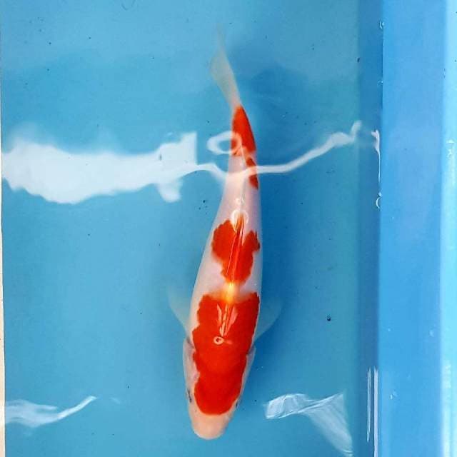 Kohaku