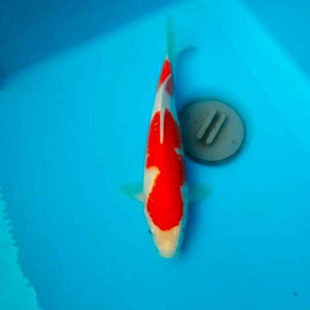 KOHAKU SKIN GOOD 25BU