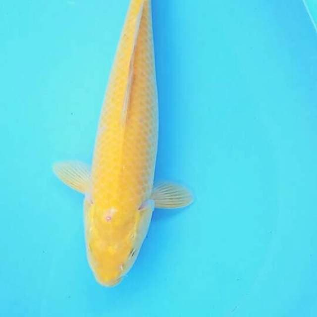 Karasi 34cm