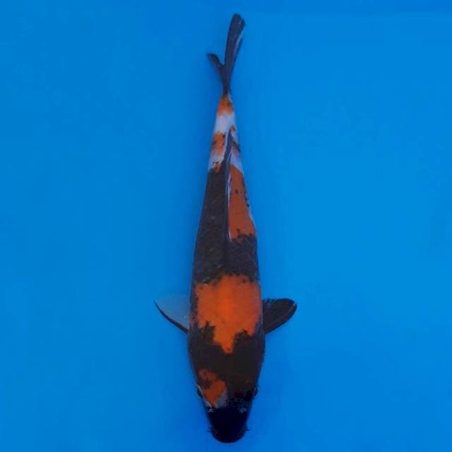 showa 22cm