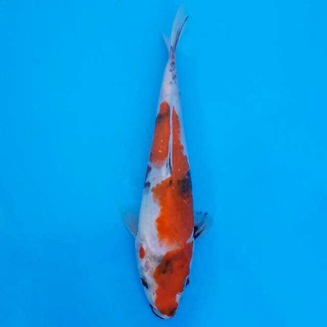 showa 20cm