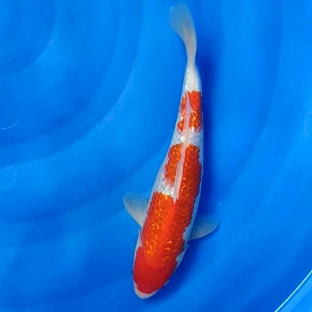 KOHAKU GINRIN F1 ORIGINAL