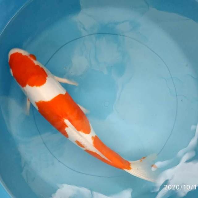Kiko 35 cm