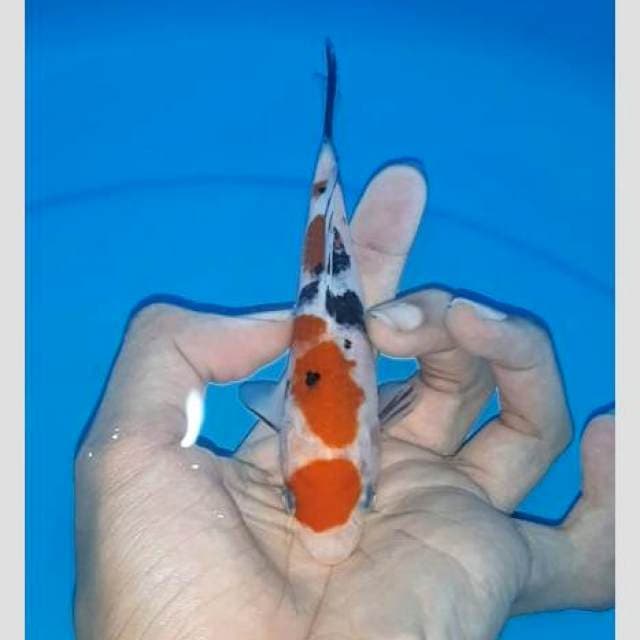 Showa maruten original 20bu