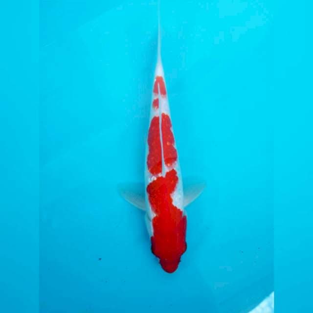 Ginrin Kohaku Super