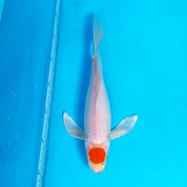 KUMPAY TANCHO 32 CM FEMALE