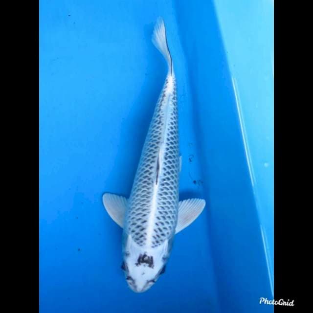 33cm male , Gin Matsuba 